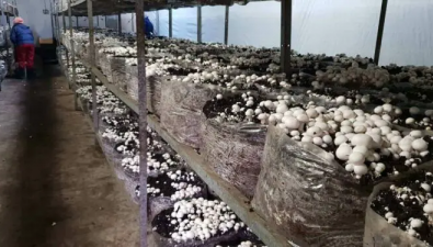 南非：食用菌产业发展前景黯淡