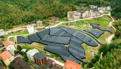 福建莆田：示范基地羊肚菌仿野生栽培，新鮮上市