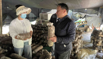 云南景東縣：食用菌專家調(diào)研指導(dǎo)產(chǎn)業(yè)發(fā)展