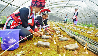 云南彌勒：羊肚菌基地采收將持續(xù)兩個(gè)月