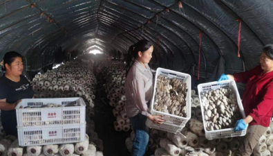 安徽利辛縣：探索食用菌產業化、規模化發展之路