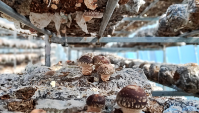 重慶城口縣：2024年食用菌種植獎補政策發布，標準是多少？