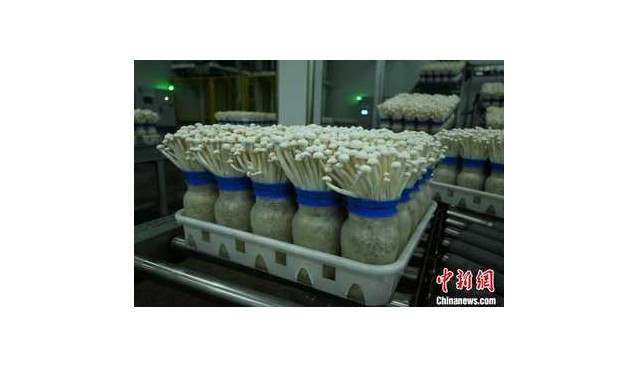 千里之緣一“鮮”牽，重慶產(chǎn)白玉菇遠(yuǎn)銷東南亞