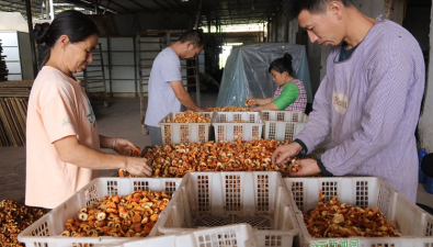 云南镇沅县：发展姬松茸种植，产值达2734万元