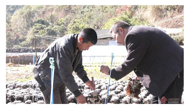 云南文山：基地黑木耳长势喜人，已采收2茬