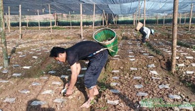云南宁洱县：同心镇发展羊肚菌，亩产值约3.5万元