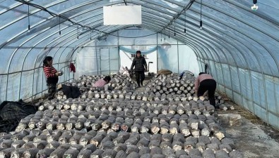 陕西蓝田县：蓝桥镇小蘑菇带动人均增收近万元
