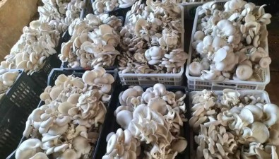 萍欣合作社：致力于研發和生產，研發了7個平菇品種