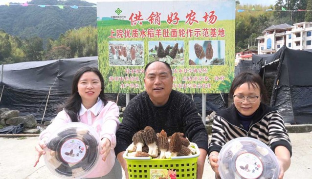 稻菌輪作示范基地羊肚菌畝產約千斤