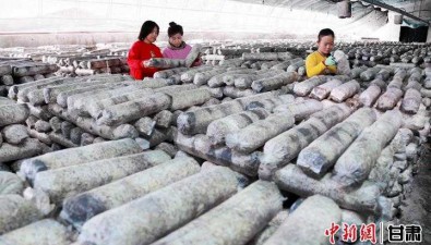 甘肅鴻飛生物：致力于食用菌產業化發展，香菇成活率達95%以上