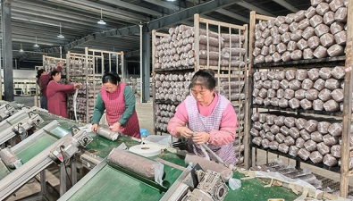 贵州义龙新区：食用菌产业园计划生产菌棒600多万棒，总值3000万
