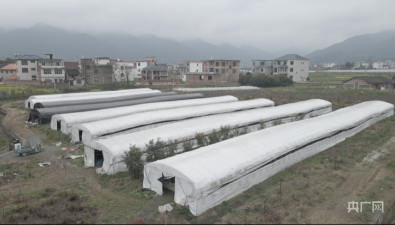 湖南蓝山：平菇产业撑开村民就业增收“致富伞”