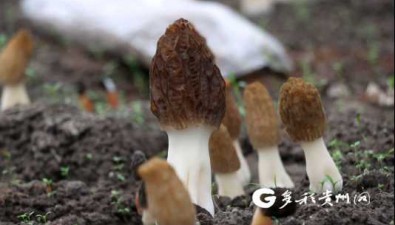 貴州獨(dú)山縣：羊肚菌基地開(kāi)始采摘