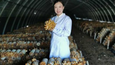 李凤竹：立足食用菌产业，让东北特产走得更远