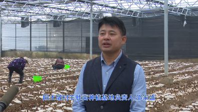 河南新縣：羊肚菌奏響春日“豐收曲”