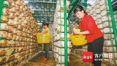 海南瓊中：鄉村發明家自創菌菇清洗機