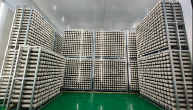 山西长治：史回镇食用菌产业园年产鲜菇3000余吨