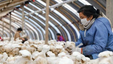 銀江菇品合作社：從事白靈菇罐頭深加工，年產值210萬元