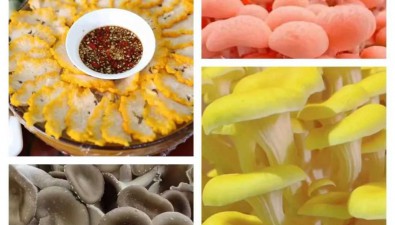 黃畈珍稀菌文化科普產業園：實現多元化可持續化發展