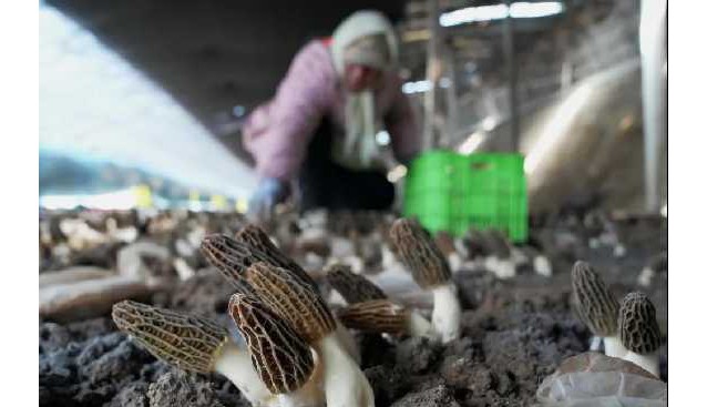 河北卢龙：发展特色食用菌种植促农增收