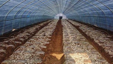 东堰农业合作社：新建成食用菌高产高效示范基地