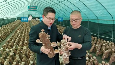 效益可觀！香菇新品種“野香七號”成功選育