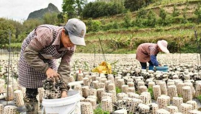 廣西龍州縣：隘口屯黑木耳基地開(kāi)始采收，畝產(chǎn)值超3萬(wàn)元