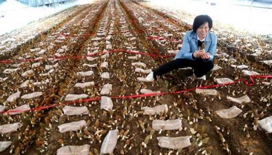 河南宝丰县：建设珍稀食用菌高标准种植大棚2000座