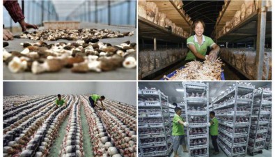 總投資1億元！陜西丹鳳食用菌廢料回收綜合利用項目招商