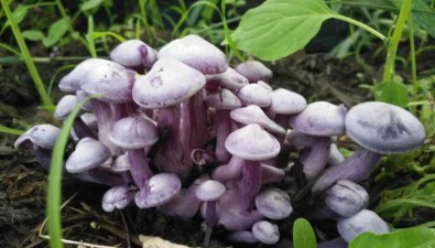 黑龍江哈爾濱：阿城區“菌糧共生”增效益，秸稈變身成“寶貝”