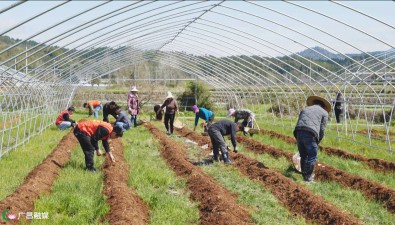 江西广昌县：尖峰乡竹荪菇种植基地忙春种