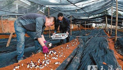 云南易门：食用菌产业链再添新成员