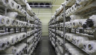 山東東營：墾利區支持食用菌產業升級