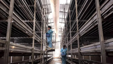 甘肅臨澤：赤松茸工廠化栽培技術獲突破