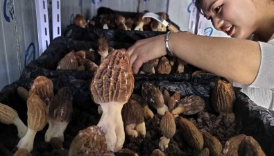每平方米產3.5公斤，陜西漢陰縣工廠化種植羊肚菌獲得成功