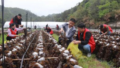 安徽休寧縣：黑木耳基地里的一抹紅