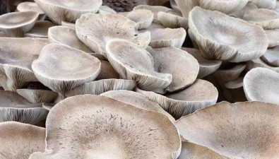 食用菌發展前景雖廣闊，種植前需調研