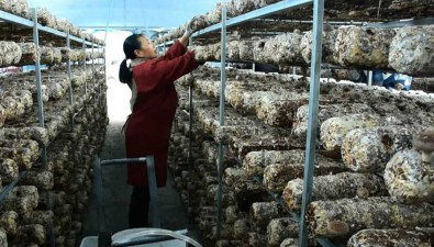 發揮資源優勢，茅臺集團助推道真食用菌產業從強到優