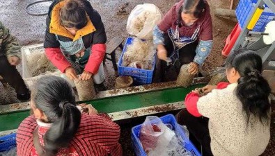 贵州赫章县：结构乡今年计划产食用菌800余万棒，创收破亿元