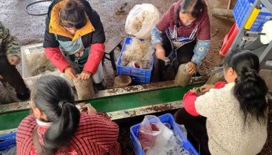 貴州赫章縣：結構鄉今年計劃產食用菌800余萬棒，創收破億元