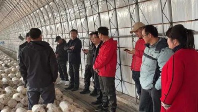 遼寧新撫區食用菌科技特派團赴丹東考察學習