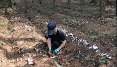 贵州息烽：永靖镇林下赤松茸迎丰收，亩产鲜菇3000斤