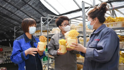 辽宁盘锦：利用芦苇栽培食用菌大有可为