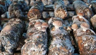 陜西省鎮(zhèn)巴縣：蒿坪子村食用菌年產量達6000公斤