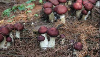 貴州息烽縣：推進全縣10個食用菌示范基地建設(shè)