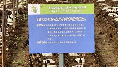 江苏省现代农业（蔬菜）产业技术体系首席专家调研羊肚菌基地