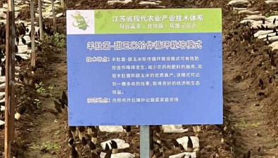 江蘇省現(xiàn)代農(nóng)業(yè)（蔬菜）產(chǎn)業(yè)技術(shù)體系首席專家調(diào)研羊肚菌基地