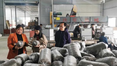 重庆铜梁区：延长蚕桑产业链，废弃桑枝育出20余种美味菌