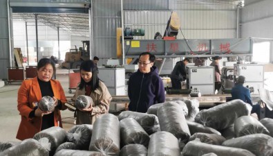 重慶銅梁區：延長蠶桑產業鏈，廢棄桑枝育出20余種美味菌