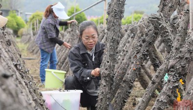 150000根段木黑木耳開采，新鮮的青川黑木耳上市